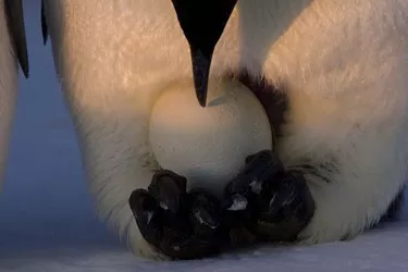 emperor-penguin-male-incubating-egg.jpg