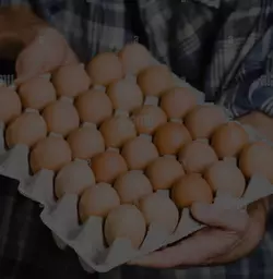 hold eggs.jpg