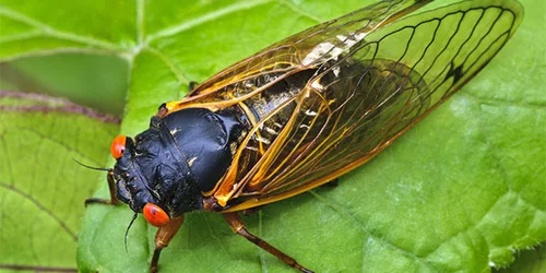 invertebrate_periodical-cicadas_600x300.jpg