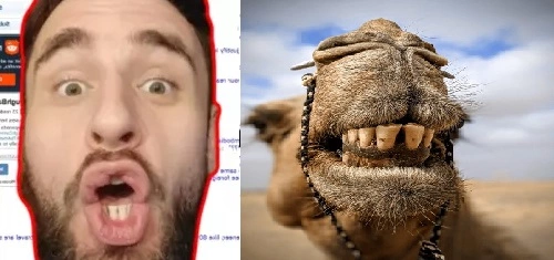 camel teeth.jpg