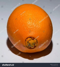 stock-photo-a-strange-sweet-oranges-gives-birth-to-its-offspring-association-of-medical-diseas...jpg