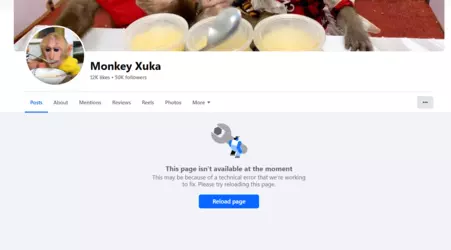 monkey.PNG