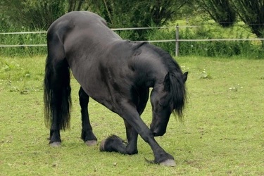kneeling horse.jpg