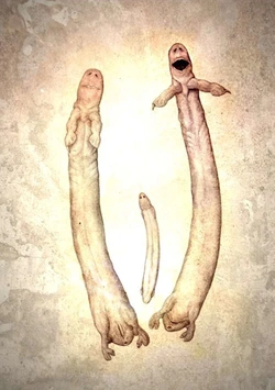 Homo_vermis.jpg