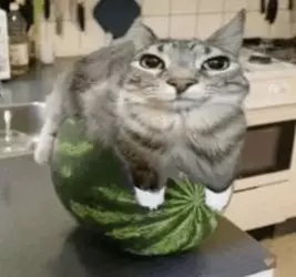 1742674611317.png
