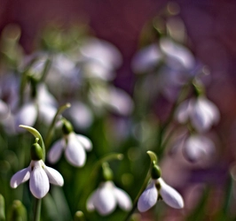snowdrops-001.jpg
