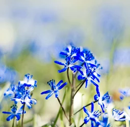 Siberian Squill.jpg