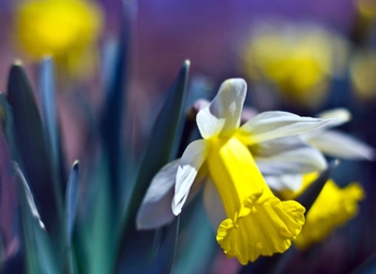daffodil-001.jpg