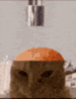 cat-lobotomy.gif