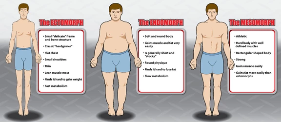 somatotypes.jpg somatotypes.jpg
