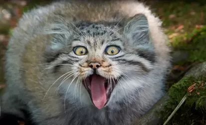 pallas cat face 2.png