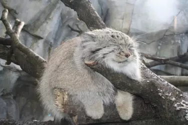 pallas cat resting.png
