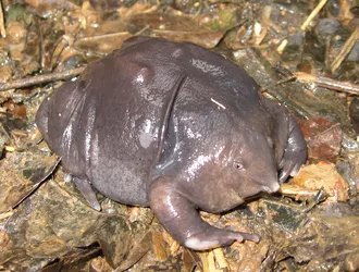 Nasikabatrachus_sahyadrensis.jpg