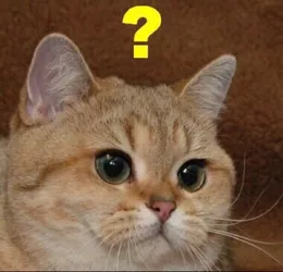 confused cat.jpg