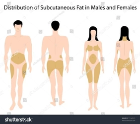 stock-vector-subcutaneous-fat-distribution-in-human-73140523.jpg