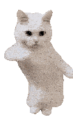 IMG_6622.gif
