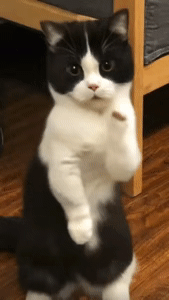 IMG_6621.gif
