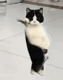 IMG_8543.gif