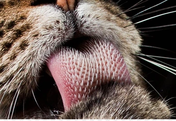 cheetah tongue.jpg