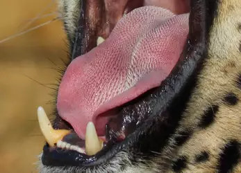 cheetah tongue 2.jpg