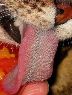 tiger tongue 3.png