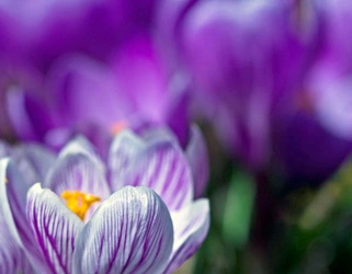 crocus.jpg