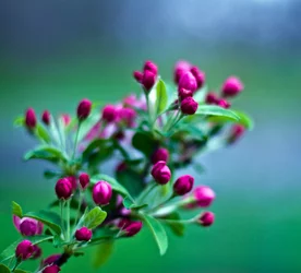crabapple1.jpg