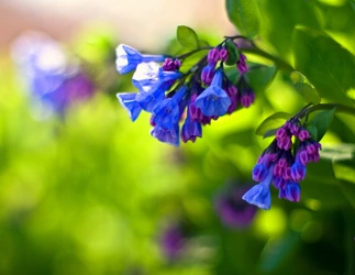 bluebell.jpg