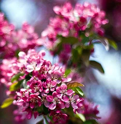 crabapple2.jpg