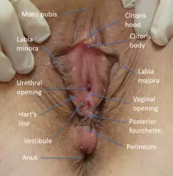 Image-of-vulva-for-website-2-1009x1024.png