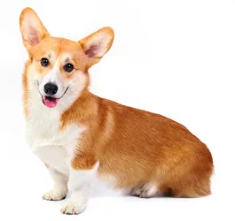 BREED Hero_0137_welsh_corgi_pembroke.jpg