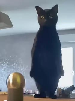 stood.png
