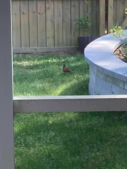fatfuckbird.png