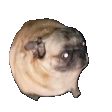 RalphaPug.GIF