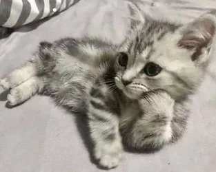 cat audience.jpg