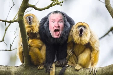 HOLLERIN MONKEY.jpg