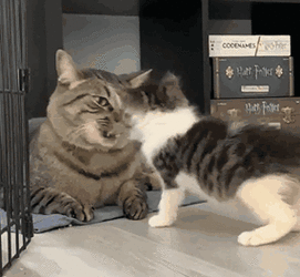 24.gif