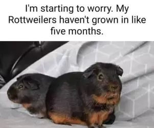 pigger.png