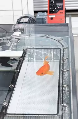 Swimtunnel_goldfish1.jpg
