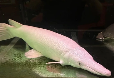 gar.jpg