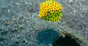 01b311db9b1b5af85504905def60ee68.gif