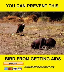 you-can-prevent-this-bird-from-getting-aids.jpg