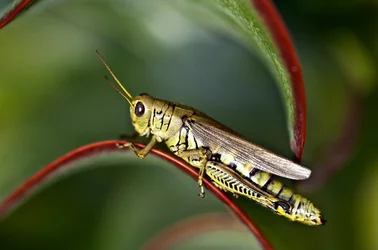 grasshopper.jpg