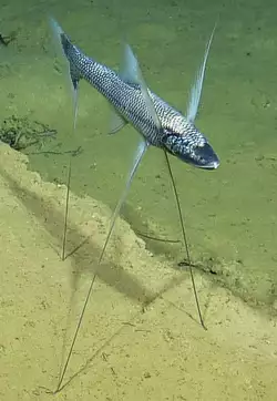 tripod-fish.jpg
