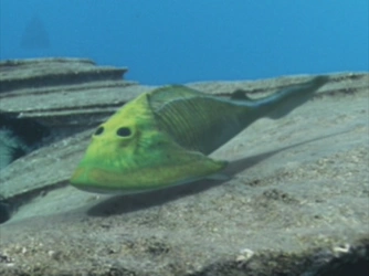 WWM1x1_Cephalaspis.jpg