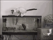 fishing-cat.gif