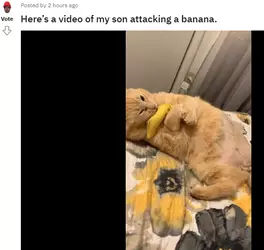DakotaRedditCat.png