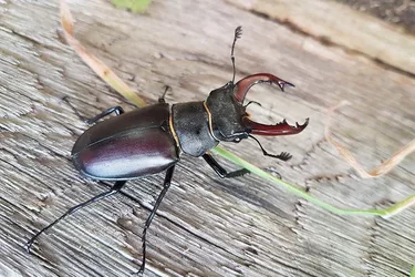 A-Silver-male-stag-beetle-header-PTES-great-stag-hunt-2019-e1561475715269.jpg