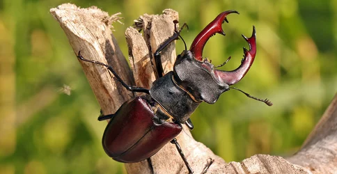 male-stag-beetle-full-width.jpg