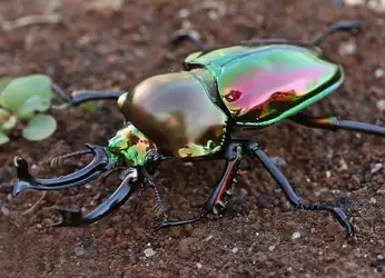rainbow stag beetle.jpg
